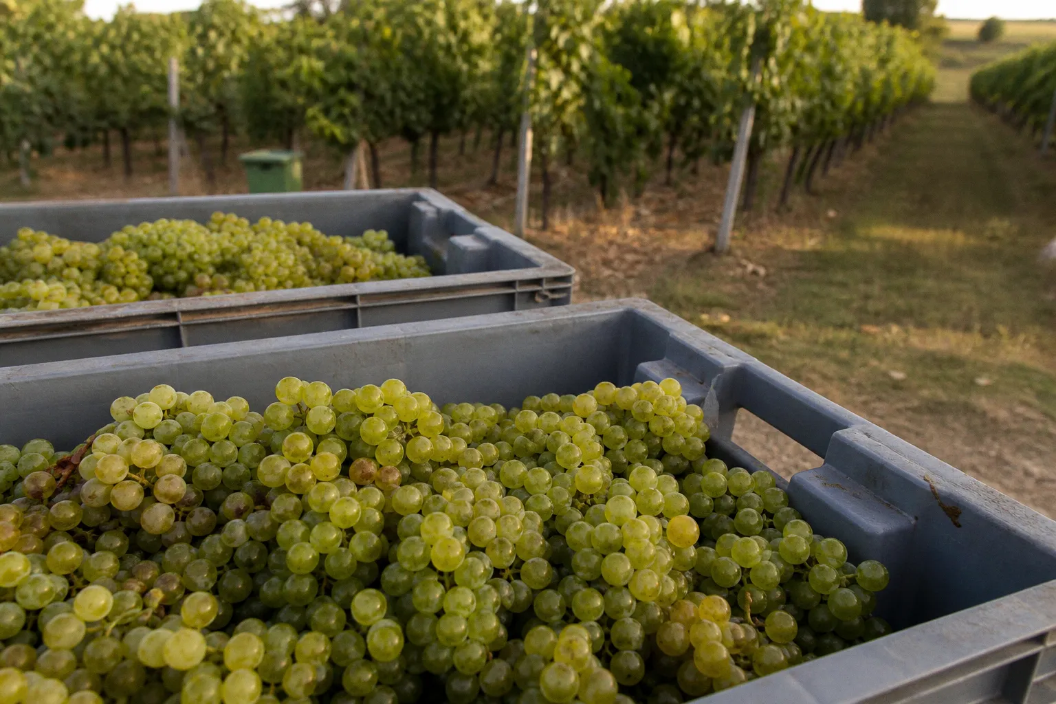 Early 2026 Harvest: How Record Heat is Reshaping the Dordogne Wine Season